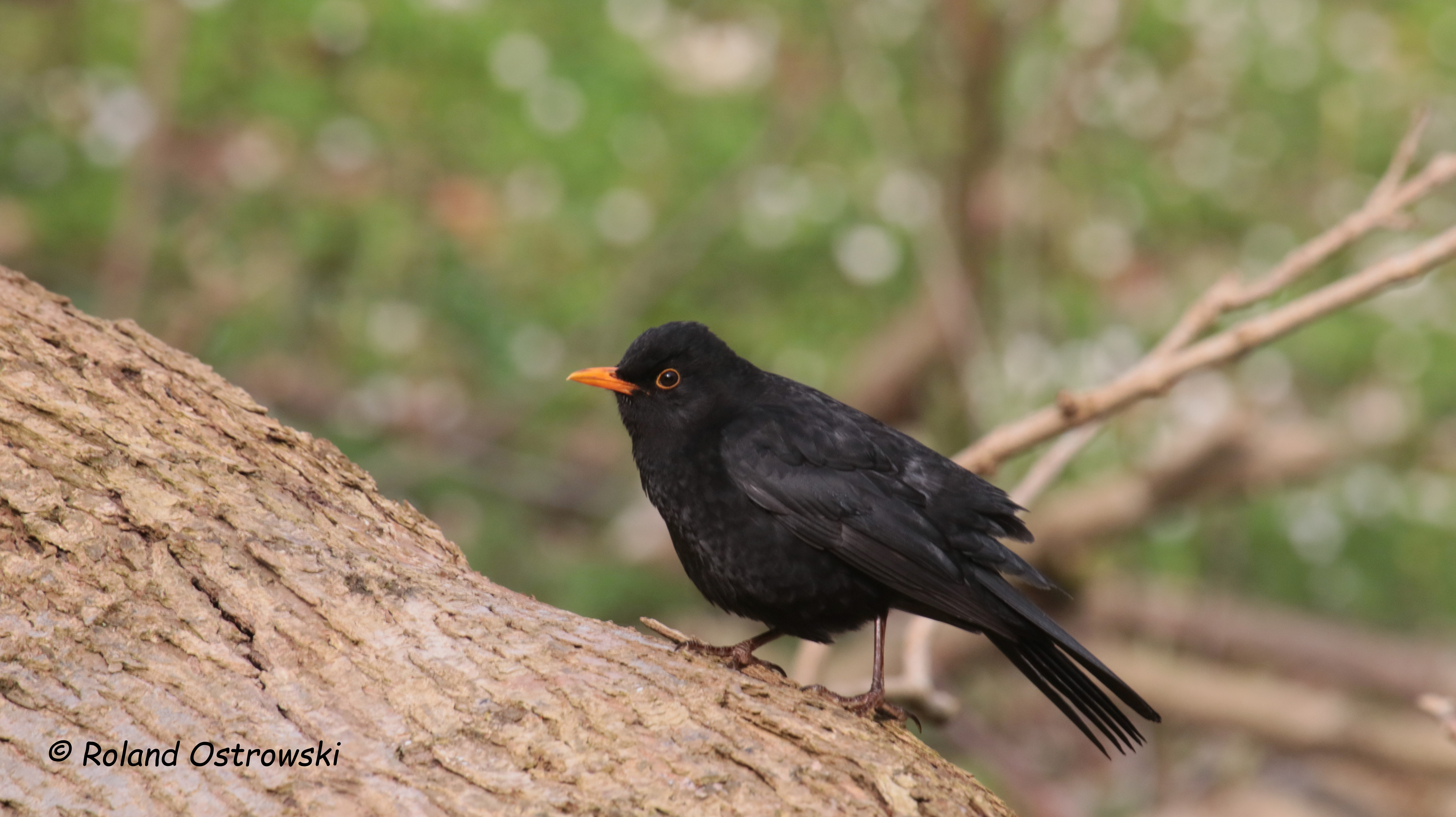 Hier finden sie Informationen und Bilder zur Amsel
